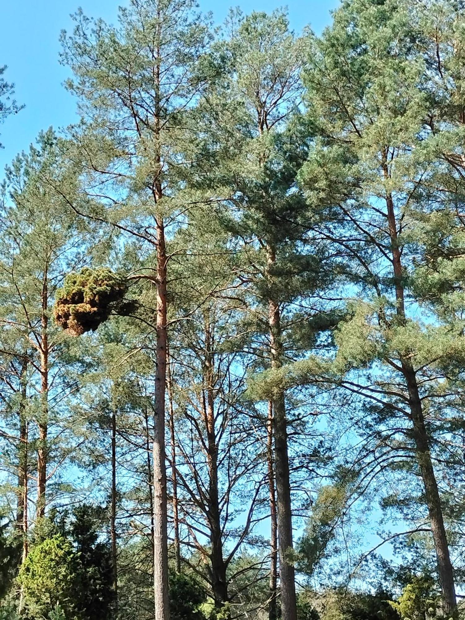 Lesna Kuracyjna Nad Rzeka Z Sauna W Borach Tucholskich Holiday home *