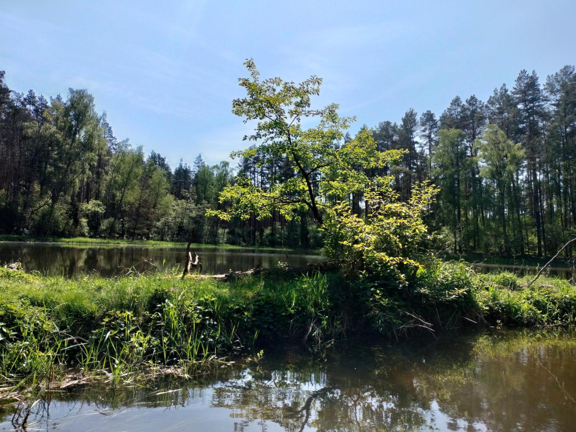 Lesna Kuracyjna Nad Rzeka Z Sauna W Borach Tucholskich *