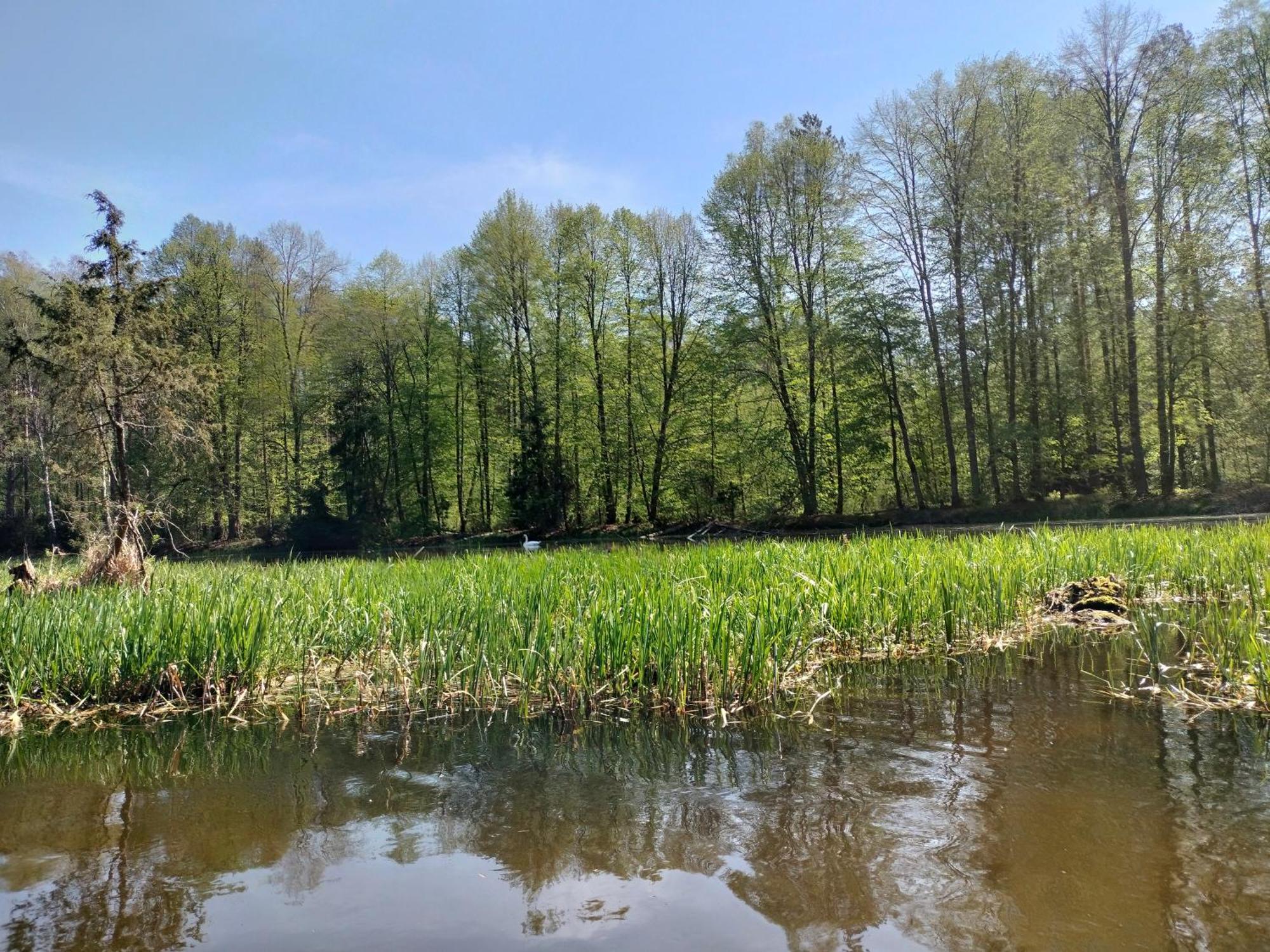 Lesna Kuracyjna Nad Rzeka Z Sauna W Borach Tucholskich * Bielska Struga