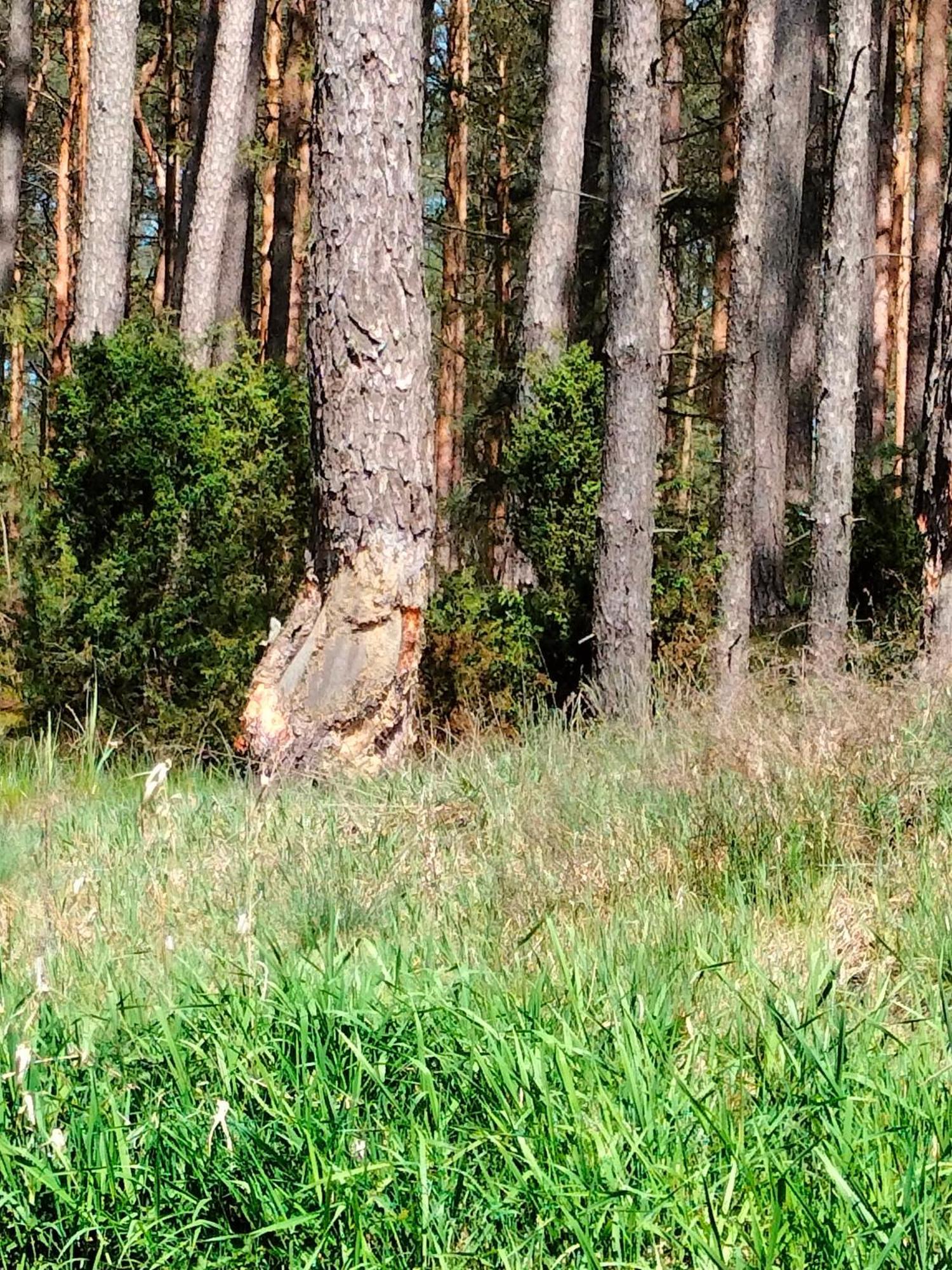 Lesna Kuracyjna Nad Rzeka Z Sauna W Borach Tucholskich Bielska Struga