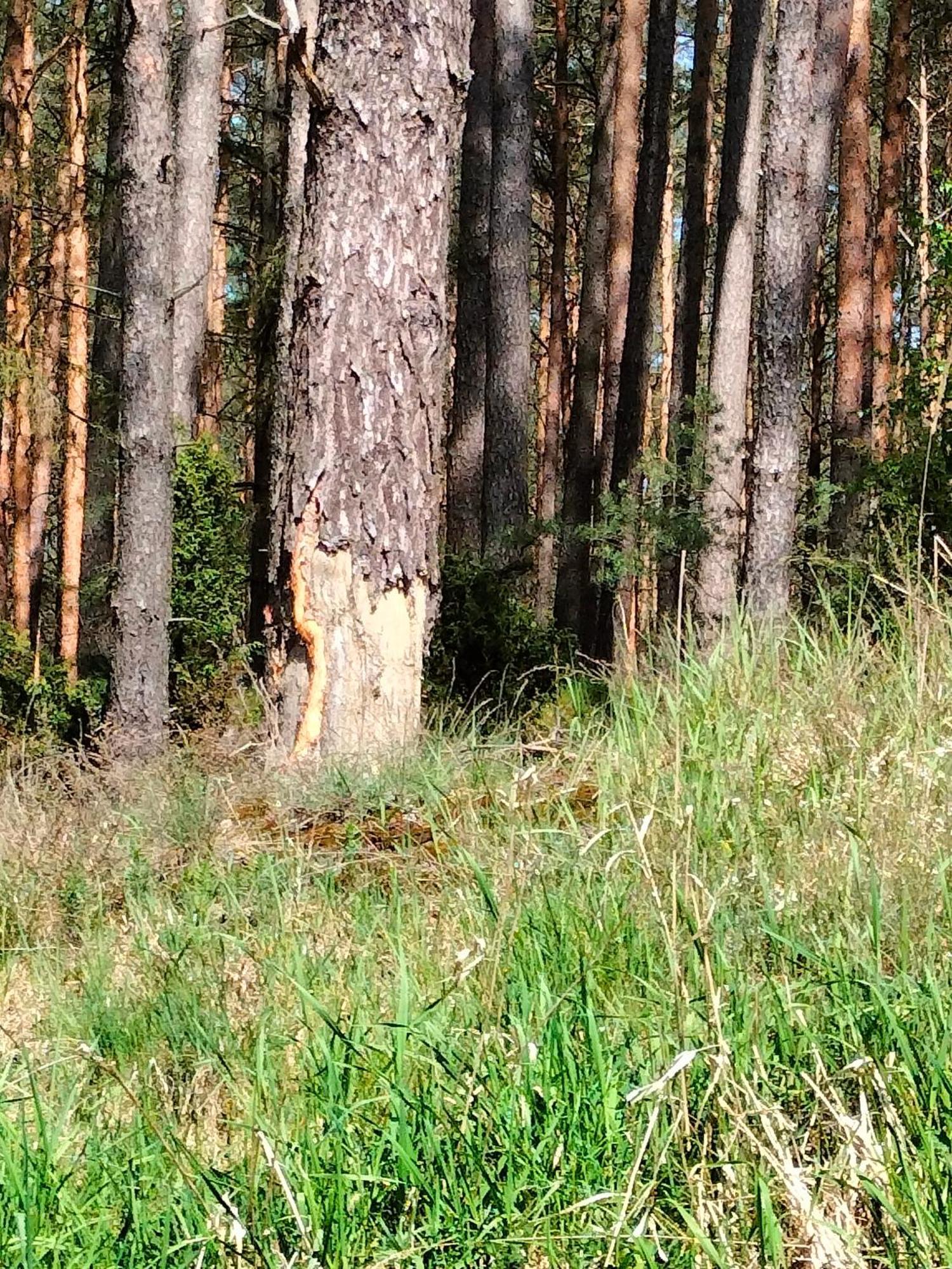 Lesna Kuracyjna Nad Rzeka Z Sauna W Borach Tucholskich Bielska Struga
