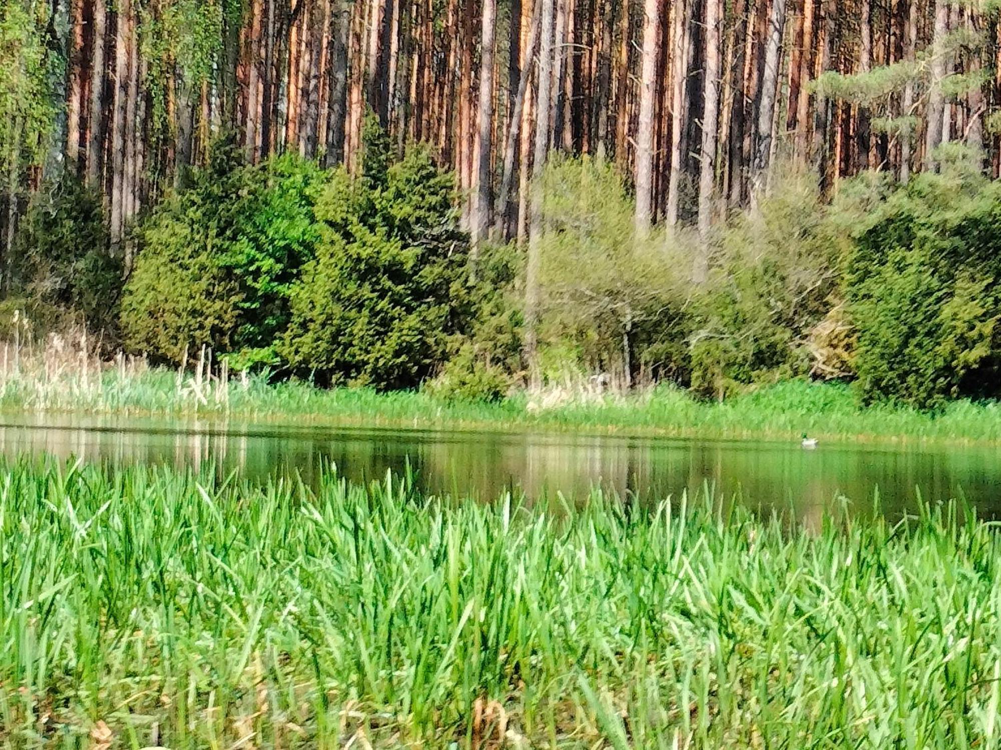 Lesna Kuracyjna Nad Rzeka Z Sauna W Borach Tucholskich * Bielska Struga
