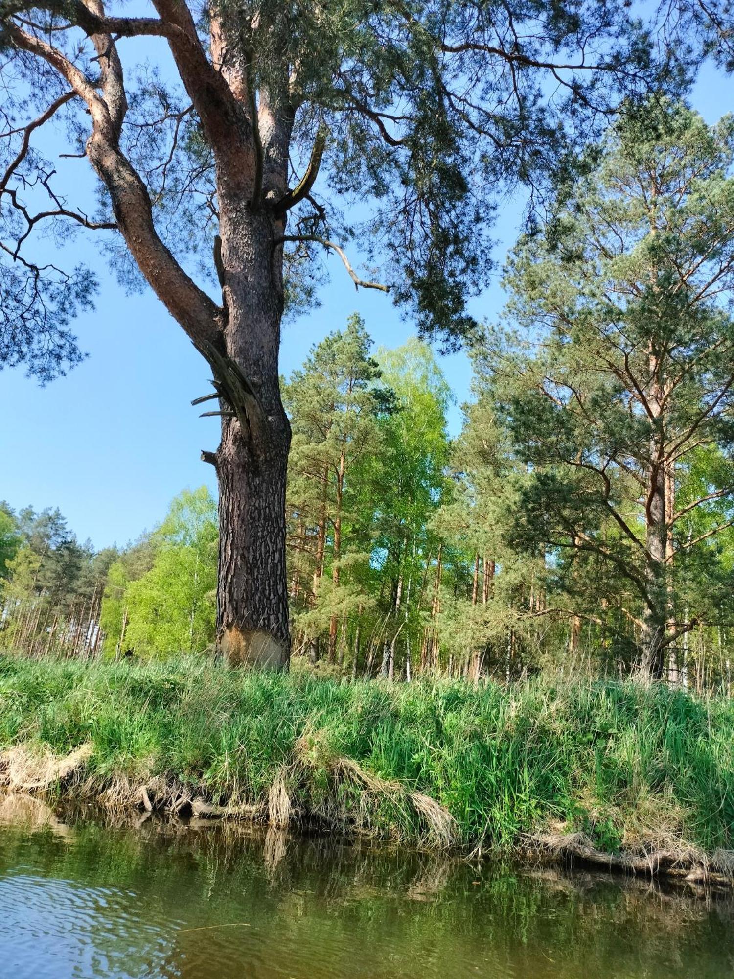 Lesna Kuracyjna Nad Rzeka Z Sauna W Borach Tucholskich *