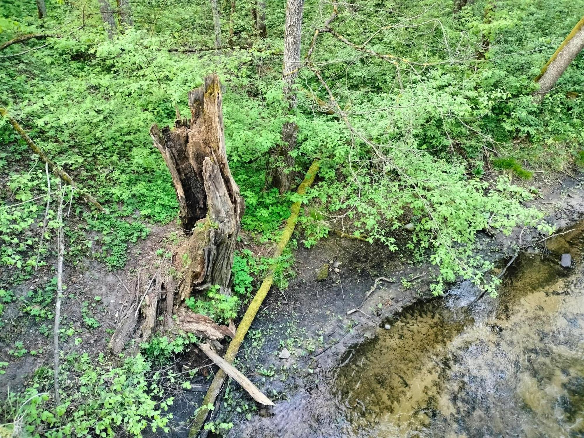 Lesna Kuracyjna Nad Rzeka Z Sauna W Borach Tucholskich Holiday home Bielska Struga