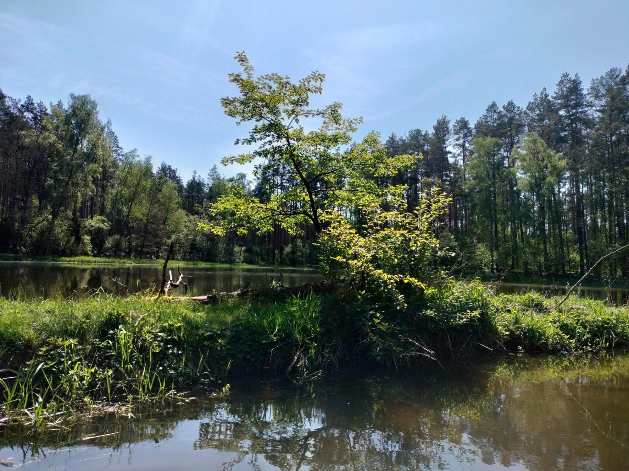 Lesna Kuracyjna Nad Rzeka Z Sauna W Borach Tucholskich * Bielska Struga