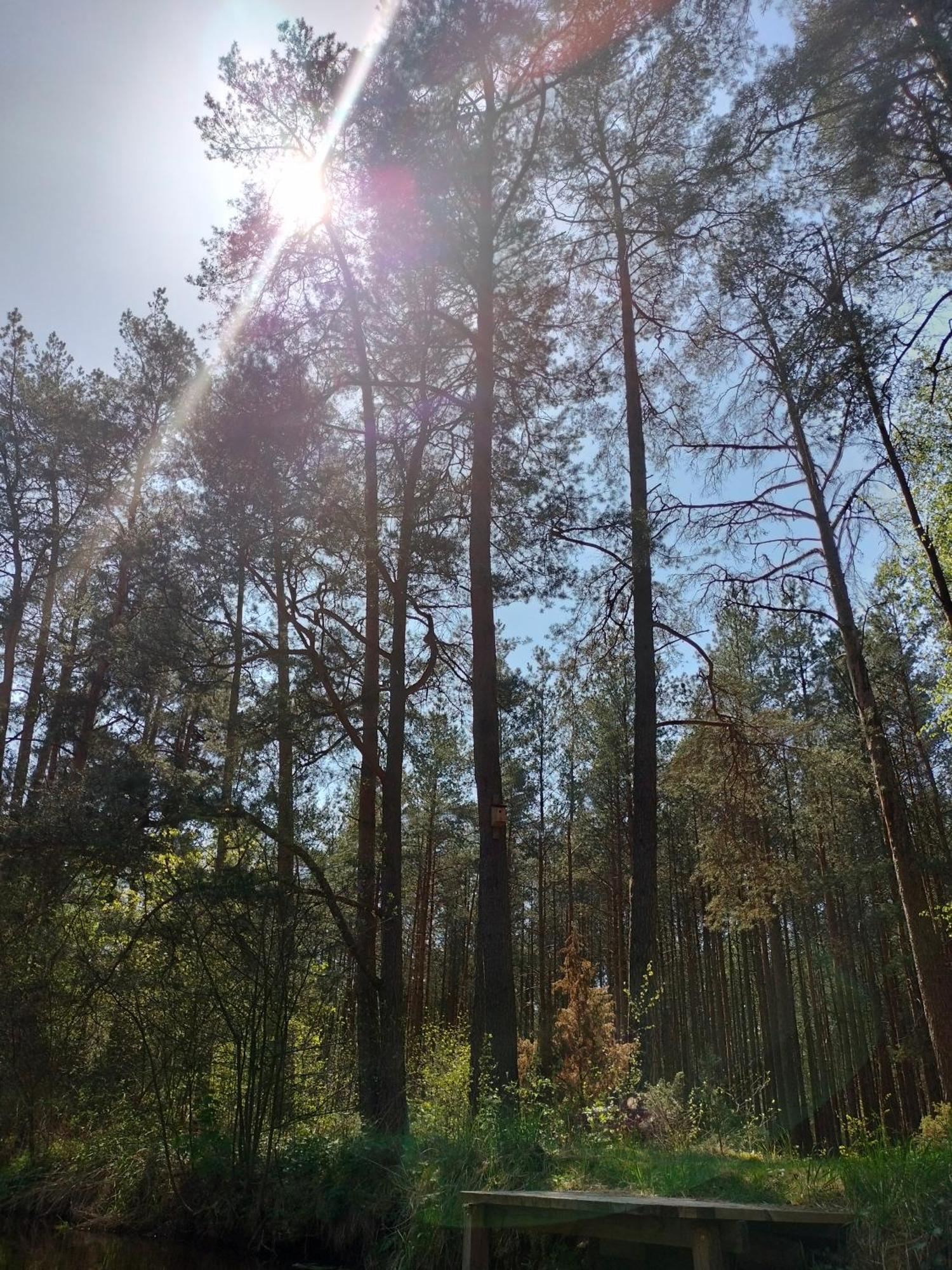 Lesna Kuracyjna Nad Rzeka Z Sauna W Borach Tucholskich * Bielska Struga