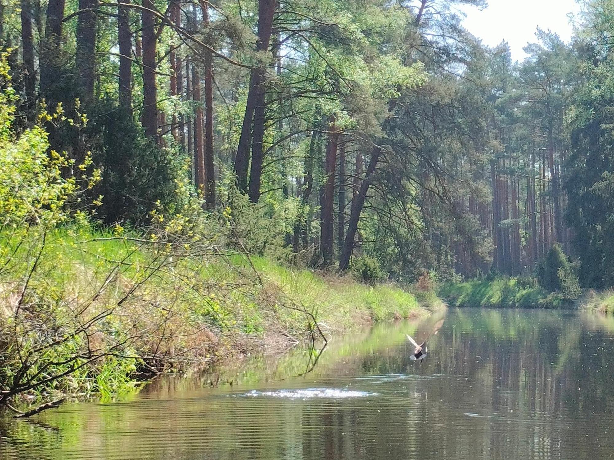 Lesna Kuracyjna Nad Rzeka Z Sauna W Borach Tucholskich Holiday home *