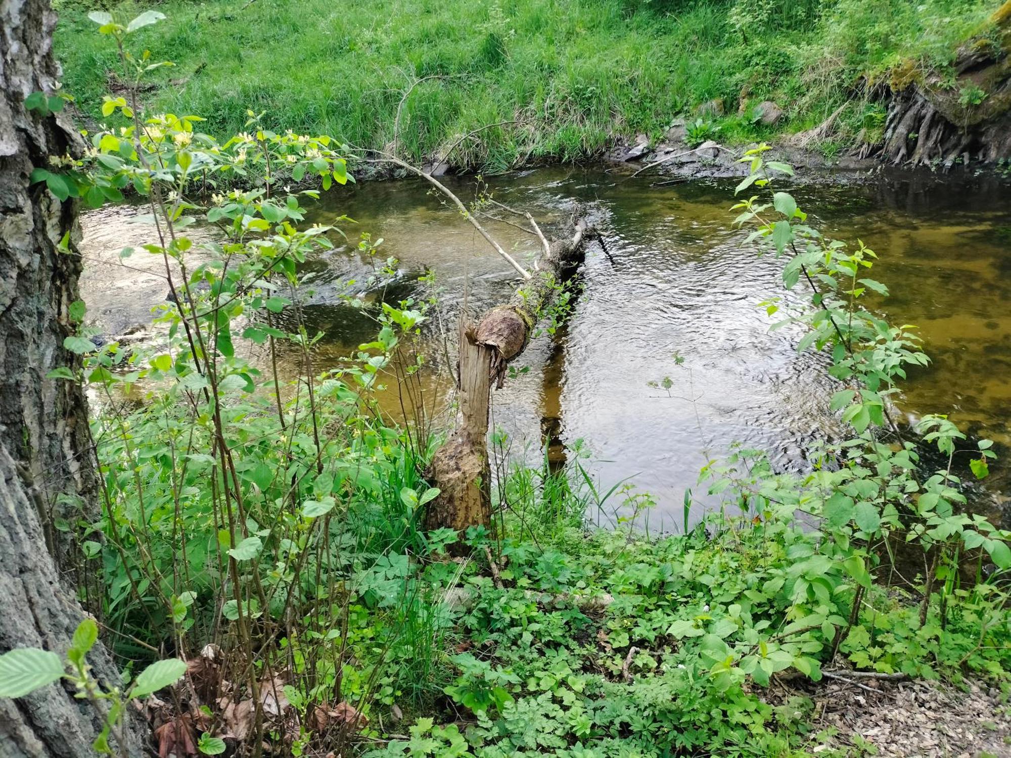 Lesna Kuracyjna Nad Rzeka Z Sauna W Borach Tucholskich Holiday home