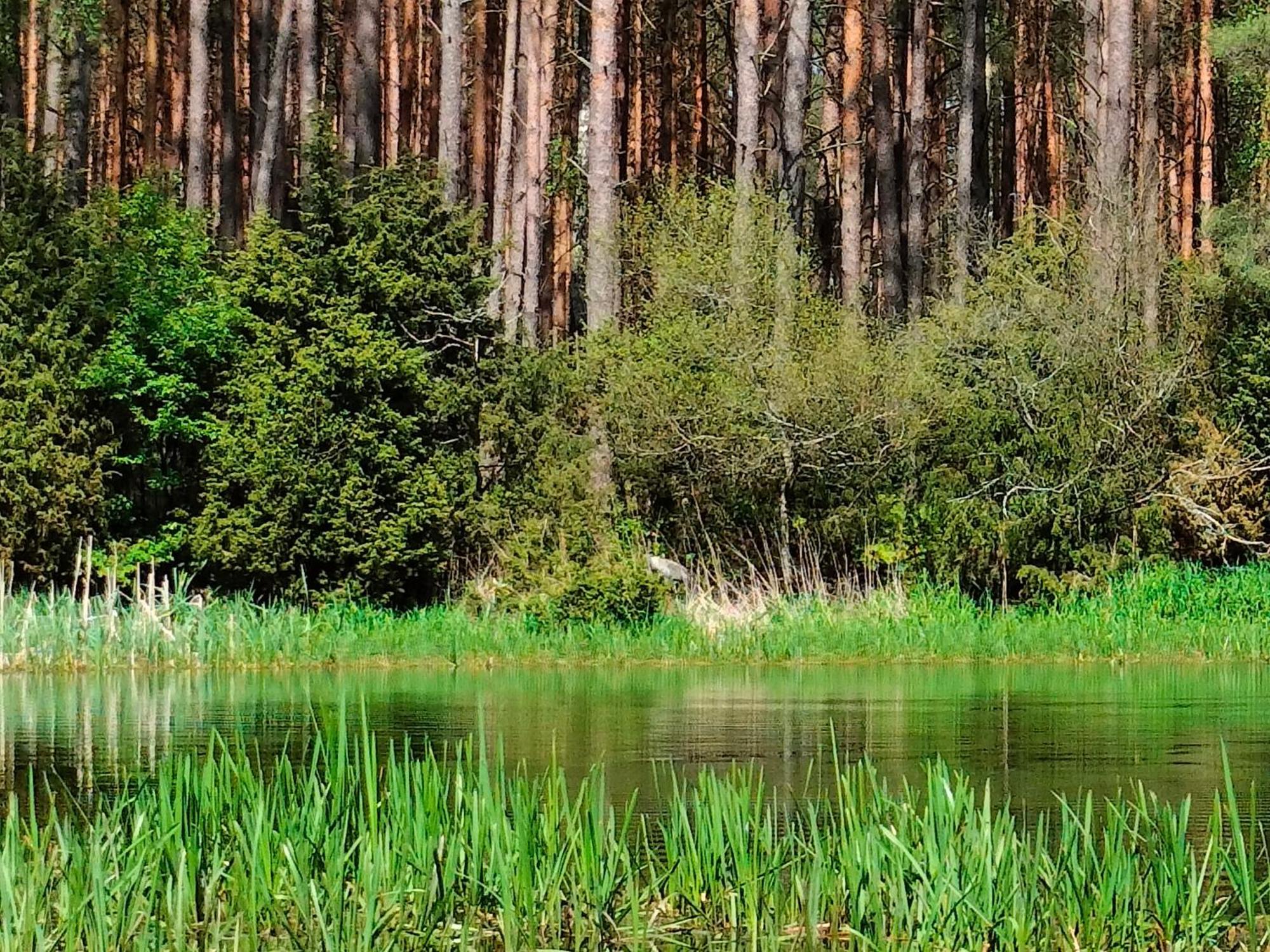Lesna Kuracyjna Nad Rzeka Z Sauna W Borach Tucholskich