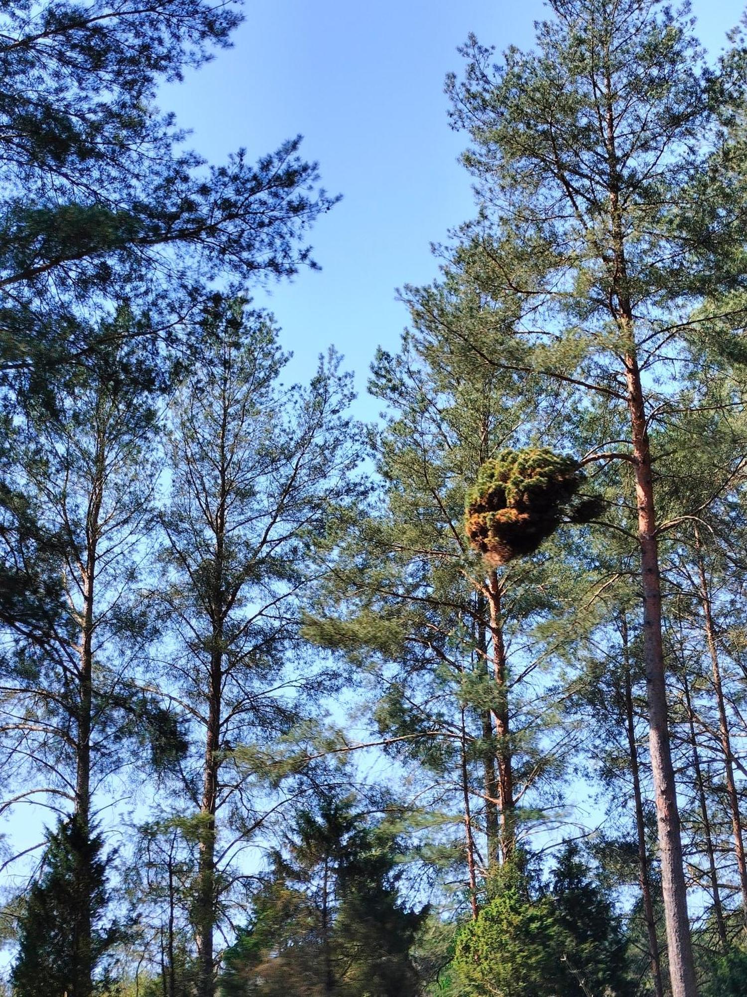 Lesna Kuracyjna Nad Rzeka Z Sauna W Borach Tucholskich Holiday home *